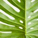 image 3 of Interiors by Premier Monstera Palm Stem – 109cm Green, Large Faux Leaf With Lifelike Texture And Bold Tropical Look, Adds Height
