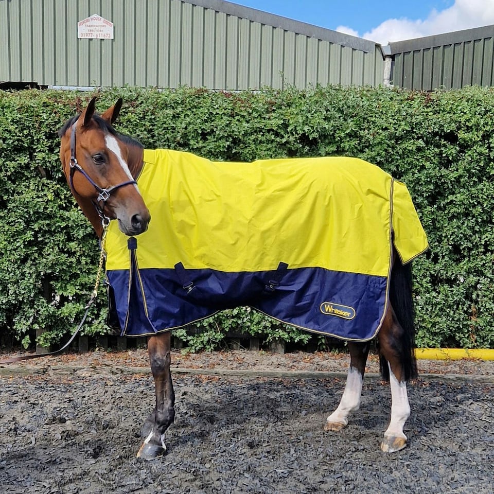 Whitaker Hornsea Turnout Rug 0 GM Yellow - 5' 6"