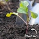 image 10 of Marshalls Garden Cauliflower Seeds Skywalker - Cold-tolerant, 20 Seeds | Green | White