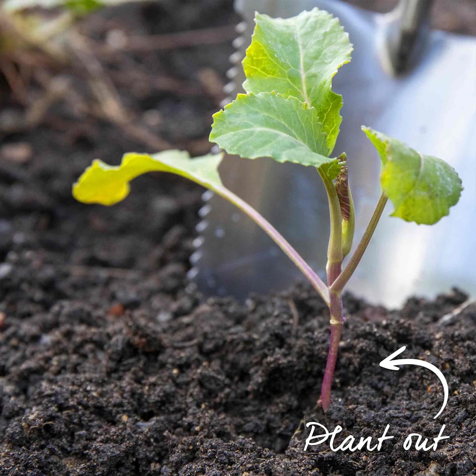 image 1 of Marshalls Garden Cauliflower Seeds Skywalker - Cold-tolerant, 20 Seeds | Green | White