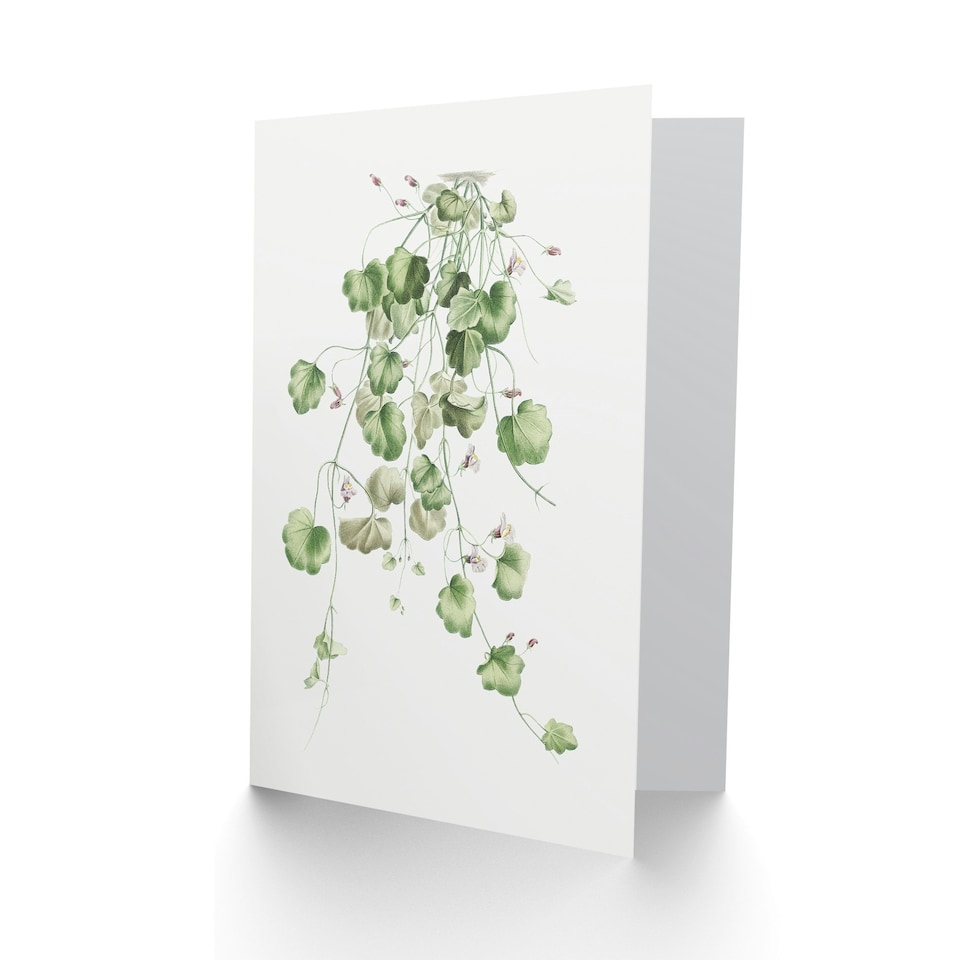 image 1 of Pierre-Joseph Redouté Art Card Kenilworth Ivy Vintage Botanical