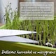 image 8 of Marshalls Garden Leek Seeds 'Blauwegroene Winter Bandit' | Green | White | Seeds