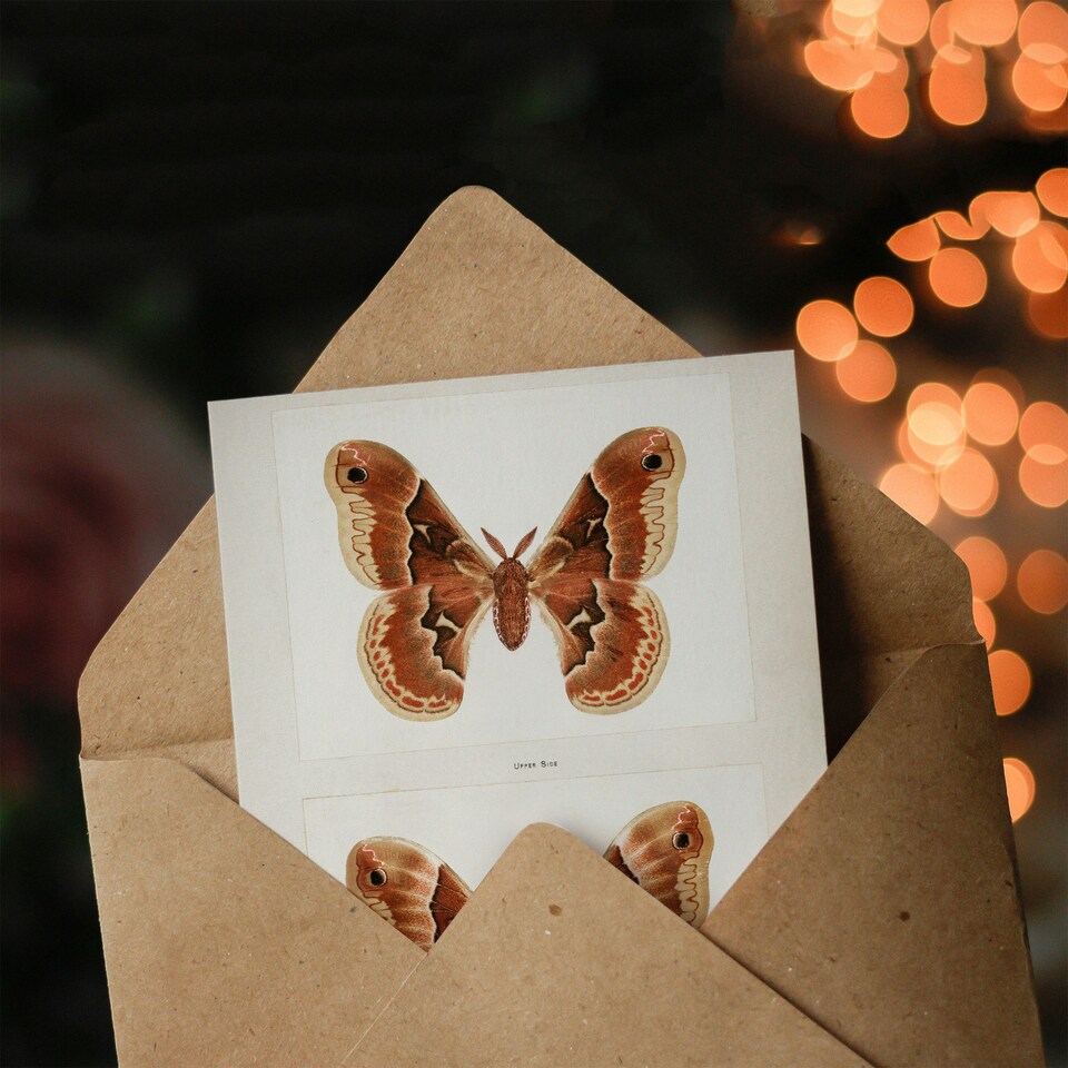 image 1 of Sherman Denton Art Card Promethea Silk Moth Female