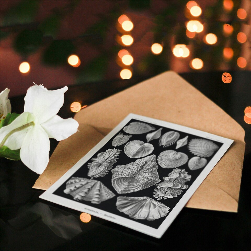 image 1 of Ernst Haeckel Art Card Acephala Mollusks Clams Oysters