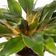 image 2 of Houseplant Mandarin Plant  (Chlorophytum Orchidastrum) | Multi