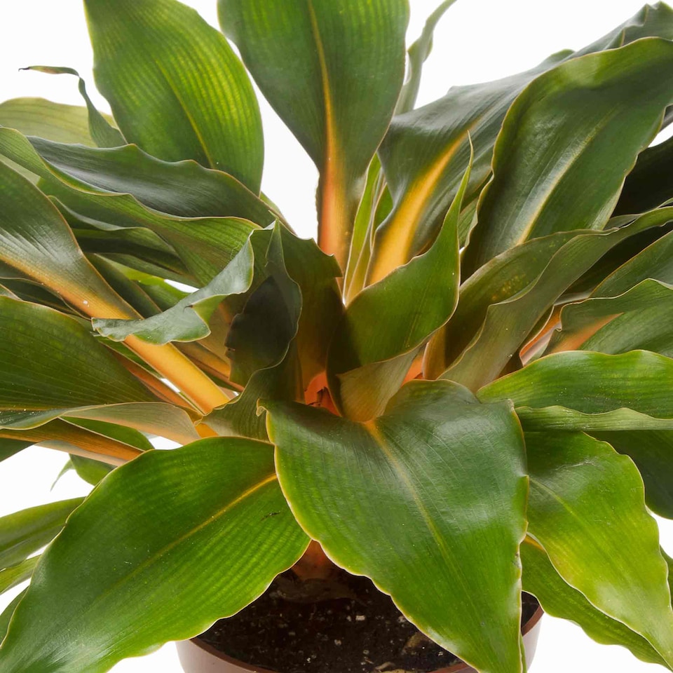 image 1 of Houseplant Mandarin Plant  (Chlorophytum Orchidastrum) | Multi