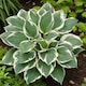 image 1 of Carbeth Plants Hosta Minuteman 3 x 9cm Pots - Hardy Lavender Summer Outdoor Perennial Garden Ready Shrub for Shaded Borders & Containers