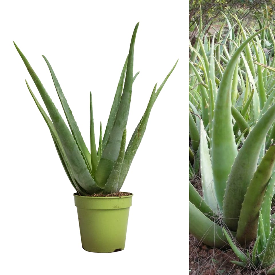 image 1 of Carbeth Plants Aloe Vera in 11cm Pot - Easy Care Houseplant Favourite for Beginners