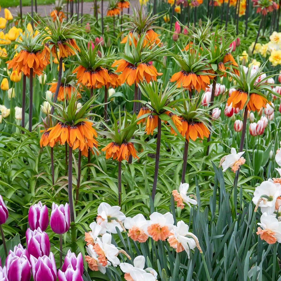 image 1 of Marshalls Garden Fritillaria imperialis 'Rubra' (Crown Imperial) 3 Bulbs