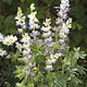 image 2 of Lupin Blue Javelin | Multi | Blue, Yellow, White | Flower Seeds | 1