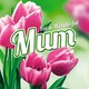 image 1 of 3D Holographic Beautiful Pink Tulips Wonderful Mum Mother's day Greetings Card
