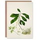 image 1 of Sarah Featon Art Card Caltha New Zealand Marsh Marigold Plant