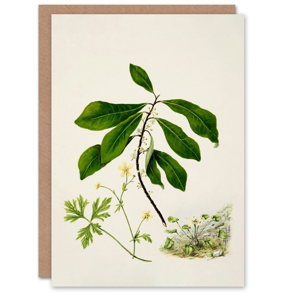 image 1 of Sarah Featon Art Card Caltha New Zealand Marsh Marigold Plant