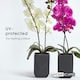 image 5 of Homescapes Set of 2 Cream & Pink Artificial Orchids in Black Ceramic Pots, 55 cm