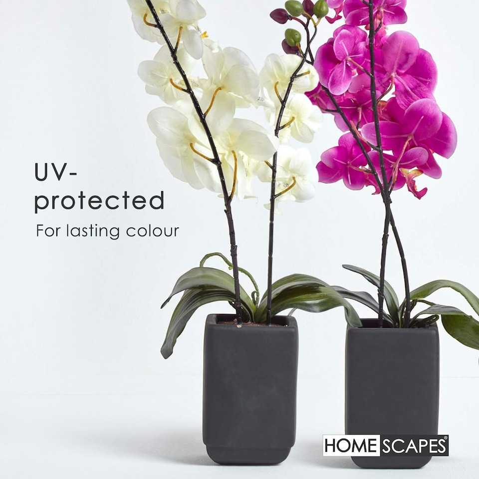 image 1 of Homescapes Set of 2 Cream & Pink Artificial Orchids in Black Ceramic Pots, 55 cm