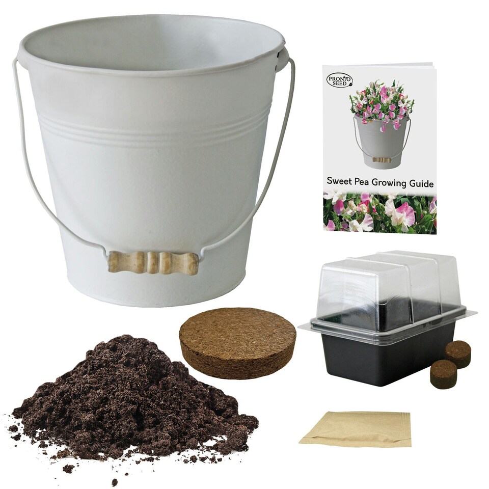 image 1 of Pronto Seed Sweet Pea Grow Your Own Kit with Decorative Bucket Planter - Little Sweetheart Mix - Ideal Gardening Gift