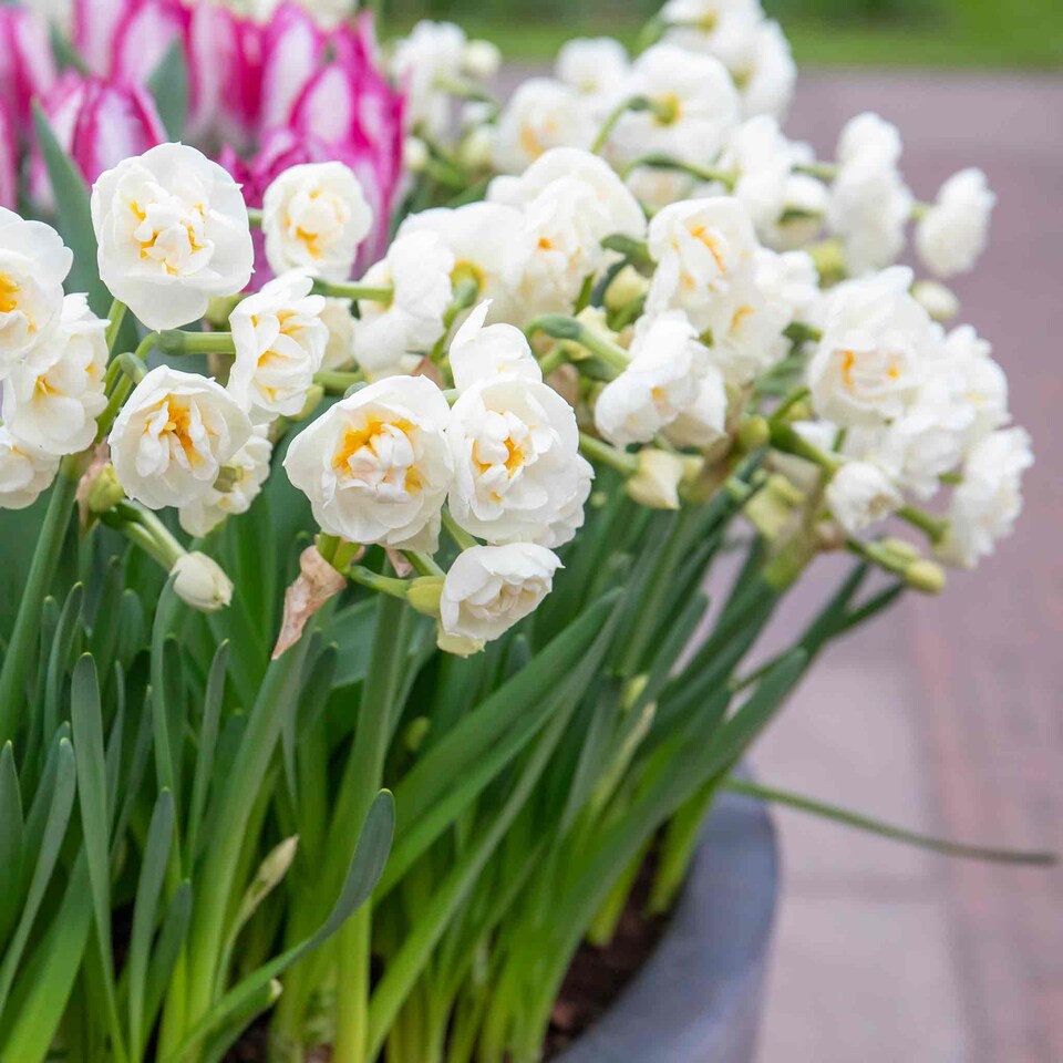 image 1 of Marshalls Garden Daffodil Bulbs 'Bridal Crown' 10 Bulbs