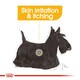 image 5 of ROYAL CANIN® Mini Dermacomfort Adult Dry Dog Food N/A | Size: 3kg