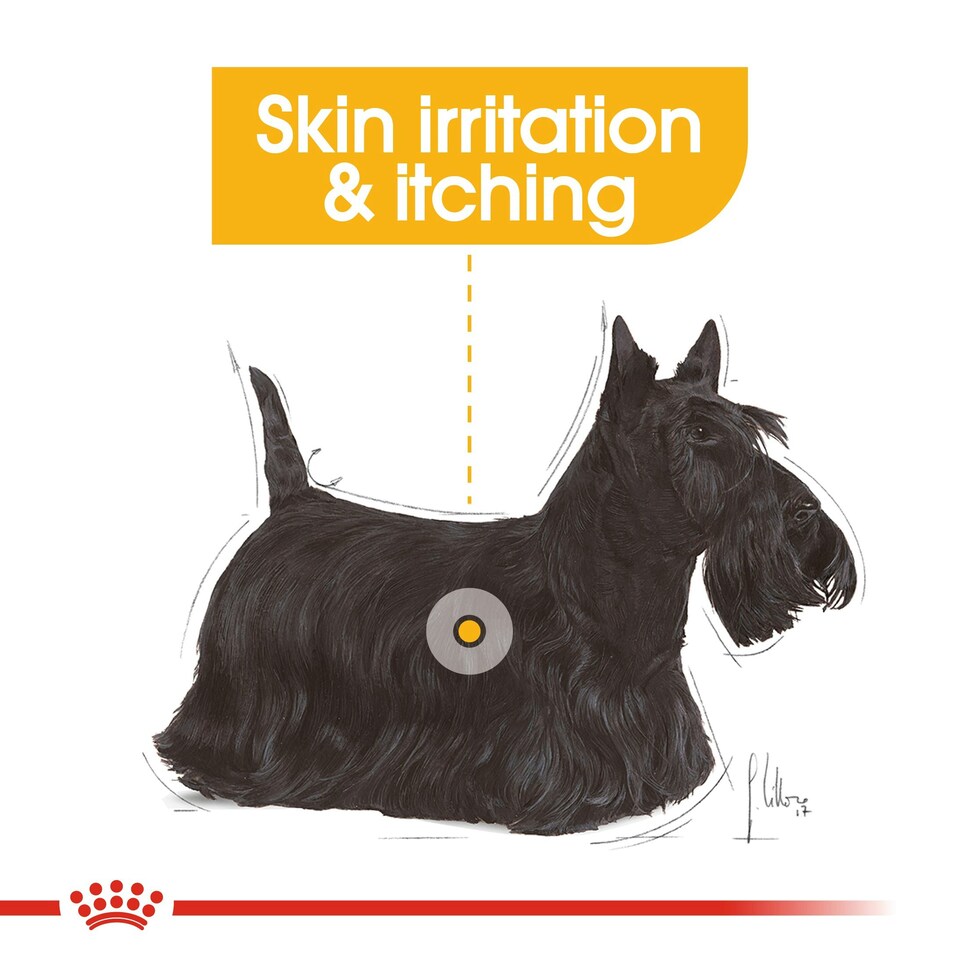 image 1 of ROYAL CANIN® Mini Dermacomfort Adult Dry Dog Food N/A | Size: 3kg