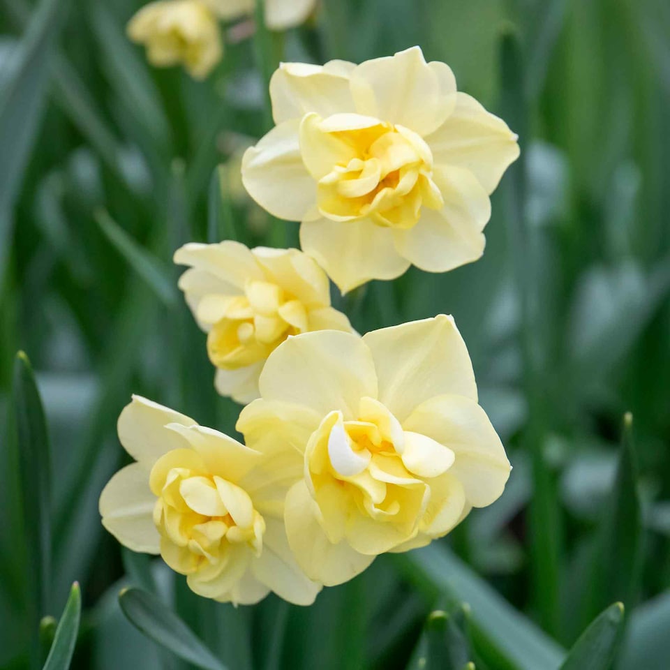 image 1 of Marshalls Garden Daffodil Bulbs 'Yellow Cheerfulness' 10 Pack Double Fragrant Yellow