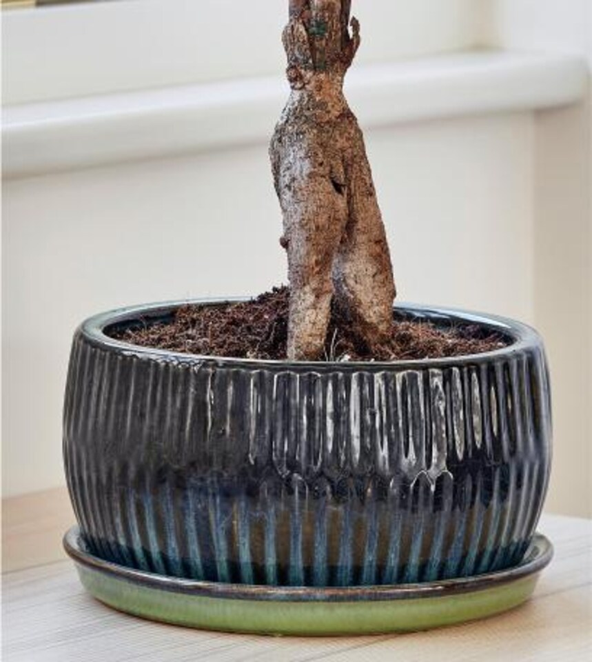 image 1 of Round Reactive Glaze Bonsai Planter Set of 2 - Cement - L24.5 x W24.5 x H12 cm - Emerald | Green