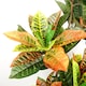 image 2 of 140cm Artificial Codiaeum Tree with 179 Leaves | Green | 4ft