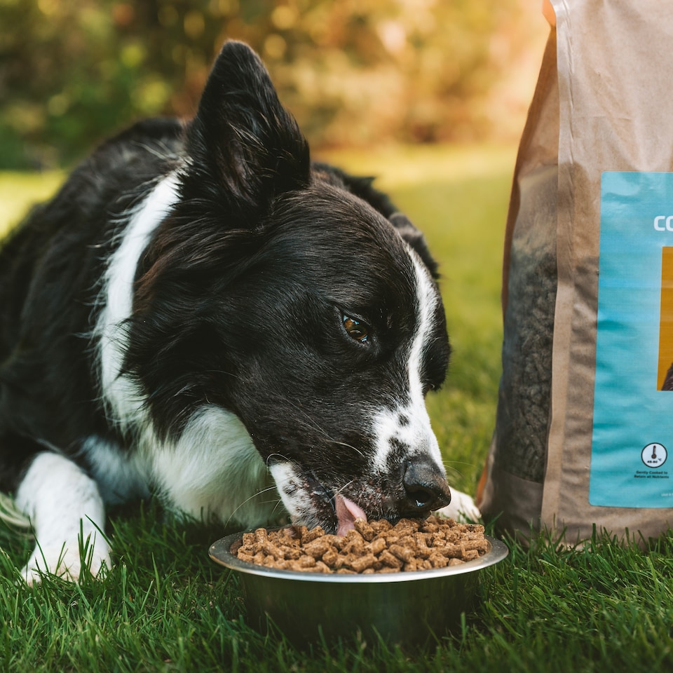 image 1 of Pero Cold Pressed Dog Food - Chicken with Wholesome Grains | Brown | 2kg | Chicken | 1