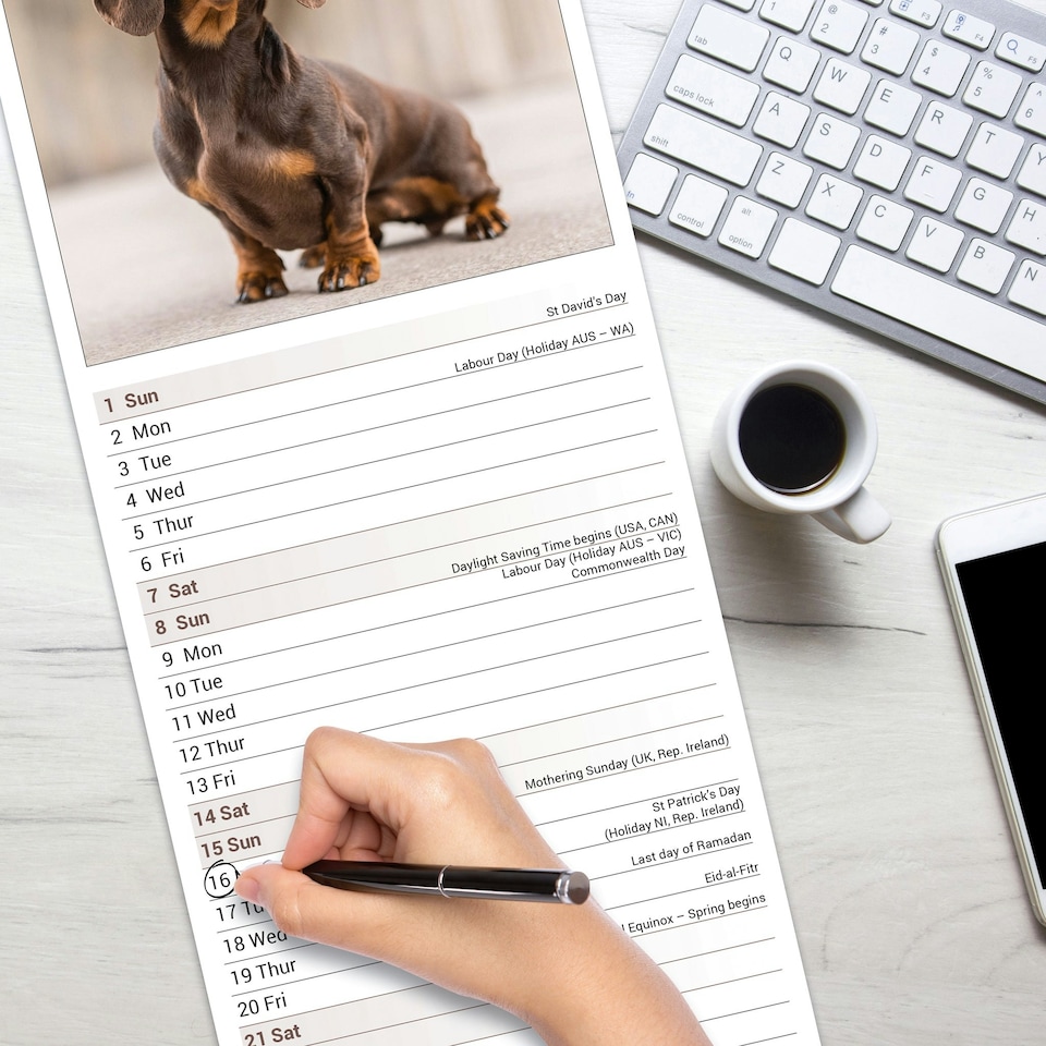image 1 of Dachshund Slim 2026 Calendar | Slimline Wall Calendar | Dog Breed Gift | Plastic Free Packaging | by Avonside Publishing [Calendar] Avonside Publishing Ltd