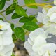 image 8 of HOMCOM Artificial Realistic White Wisteria Tree Faux Plant for Indoor Décor
