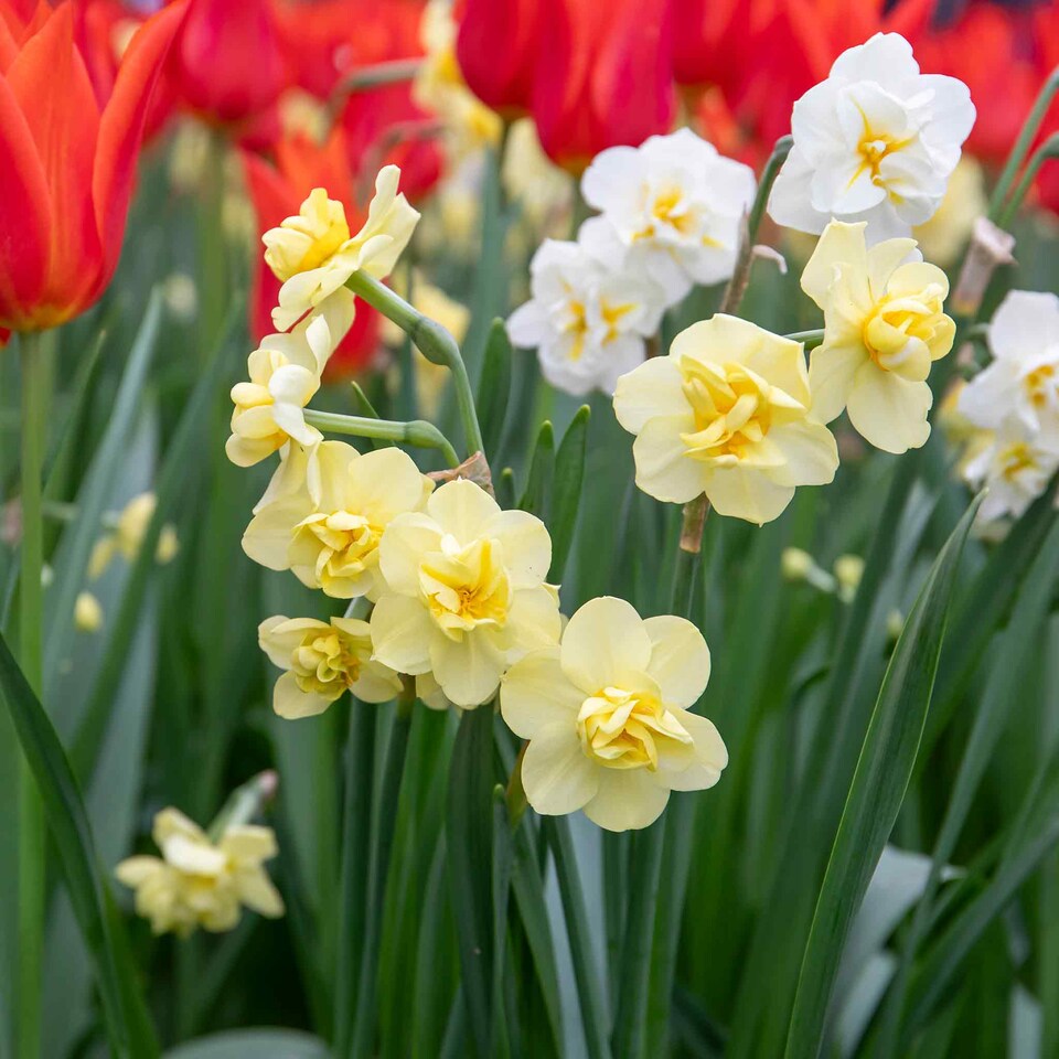 image 1 of Marshalls Garden Daffodil Bulbs 'Yellow Cheerfulness' 10 Pack Double Fragrant Yellow