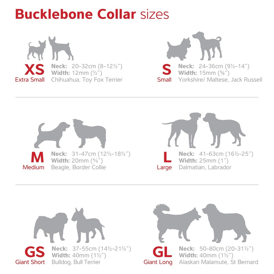 image 1 of Dog Collar Classic Turquoise Blue | XS
