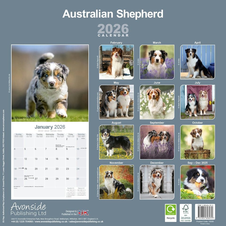 image 1 of Australian Shepherd 2026 Calendar | Square Wall Calendar | Dog Breed Gift | Plastic Free Packaging | by Avonside Publishing