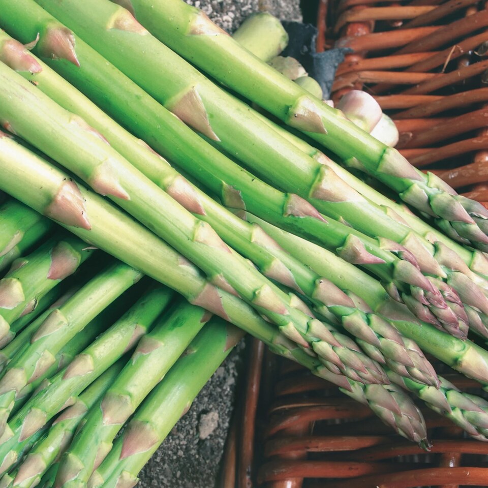 image 1 of Asparagus Connover's Colossal | Multi | Purple