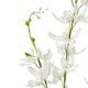 image 2 of Cymbidium Spray (Single Stem Flower) - Plastic - L10 x W24 x H95 cm - White
