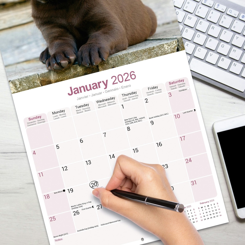 image 1 of Chocolate Labrador Retriever 2026 Calendar | Square Wall Calendar | Dog Breed Gift | Plastic Free Packaging | by Avonside Publishing