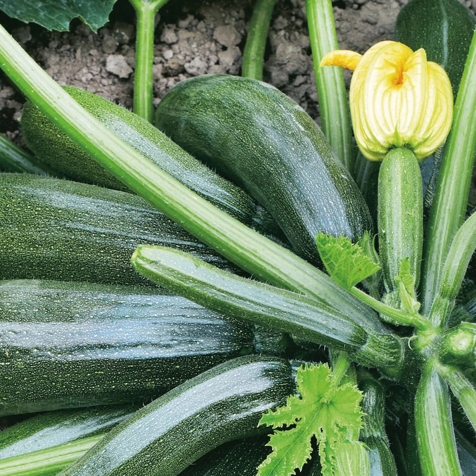 image 1 of Courgette Jaguar F1Vegetable