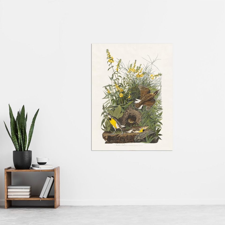 image 1 of Meadowlark Bird False Foxglove Audubon Huge Wall Art Poster Print 24X32"