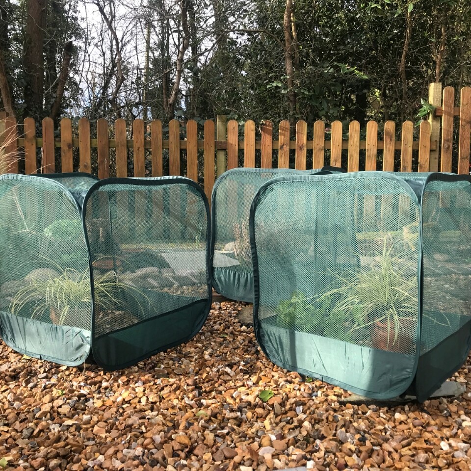 image 1 of GardenSkill Pop-Up Mini Net Plant Cover for Seedling & Flower - Garden Netting Grow House Cloche - Stops Birds, Insects - 2 Pack