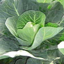 Cabbage Winter Jewel 1 Seed Packet (40 Seeds)