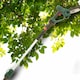 image 2 of Webb Eco 20V 15cm Cordless Pruning Saw with Telescopic Extension Pole | Multi | 1 x Cordless Pruning Saw and Extension Pole