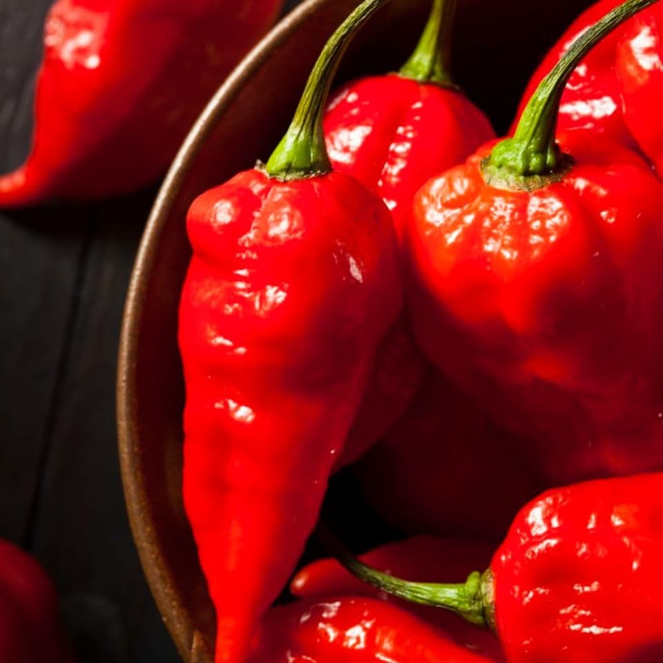 image 1 of Grow Your Own Vegetable Chilli Pepper Ghost Chilli 9cm Pot x 3
