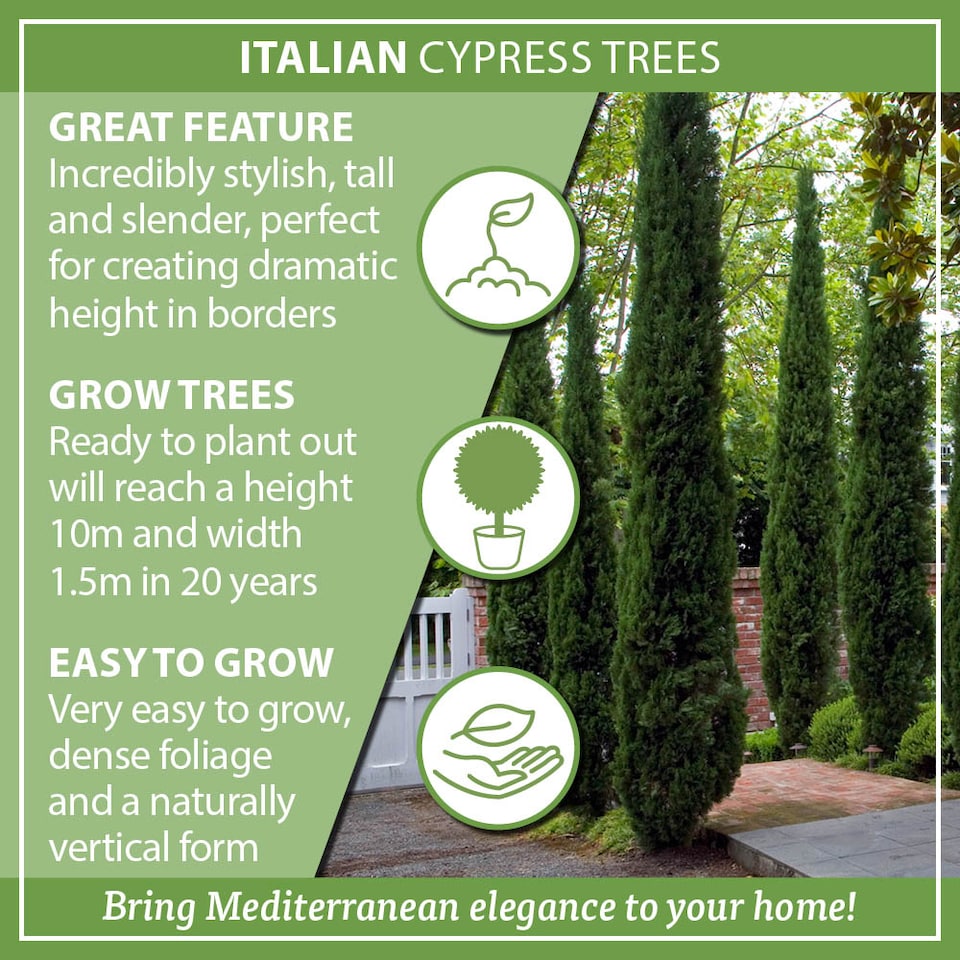 image 1 of YouGarden Italian Cypress Trees, Set of Two Established Plants in 20cm Pots, Already 90-120cm Tall