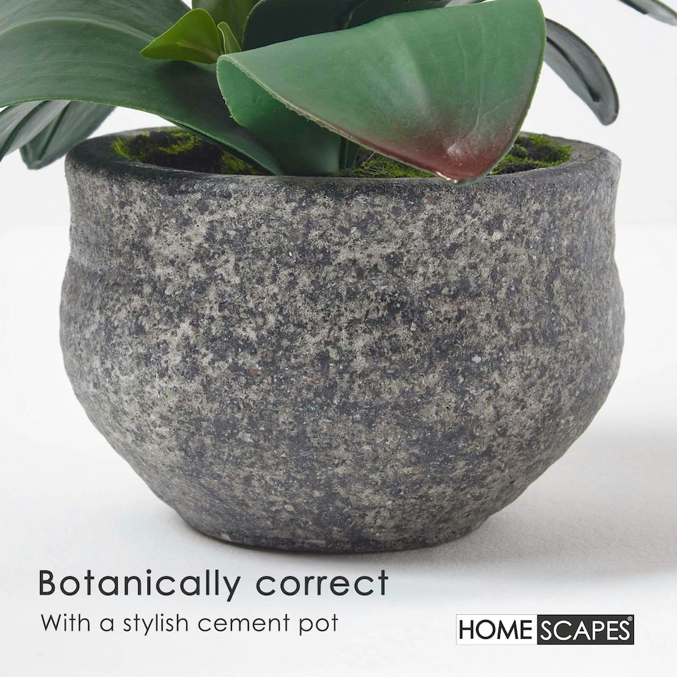 image 1 of Homescapes White Orchid 52 cm Phalaenopsis in Cement Pot Extra Large, 5 Stems