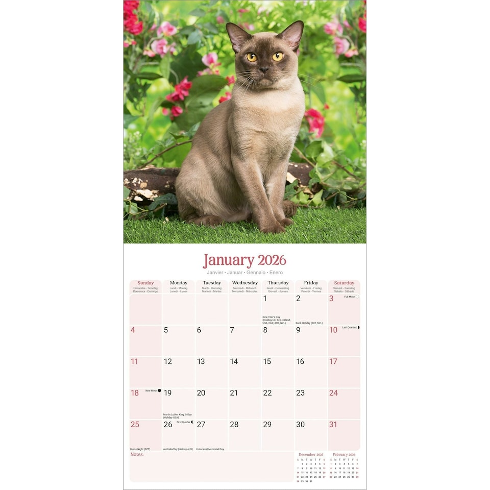 image 1 of Burmese Cats 2026 Calendar | Square Wall Calendar | Cat Gift | Plastic Free Packaging | by Avonside Publishing