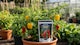 image 7 of Chilli and  Pepper Feed 250g Soluble Plant Food Chillies Bell Peppers and Capsicum Plants