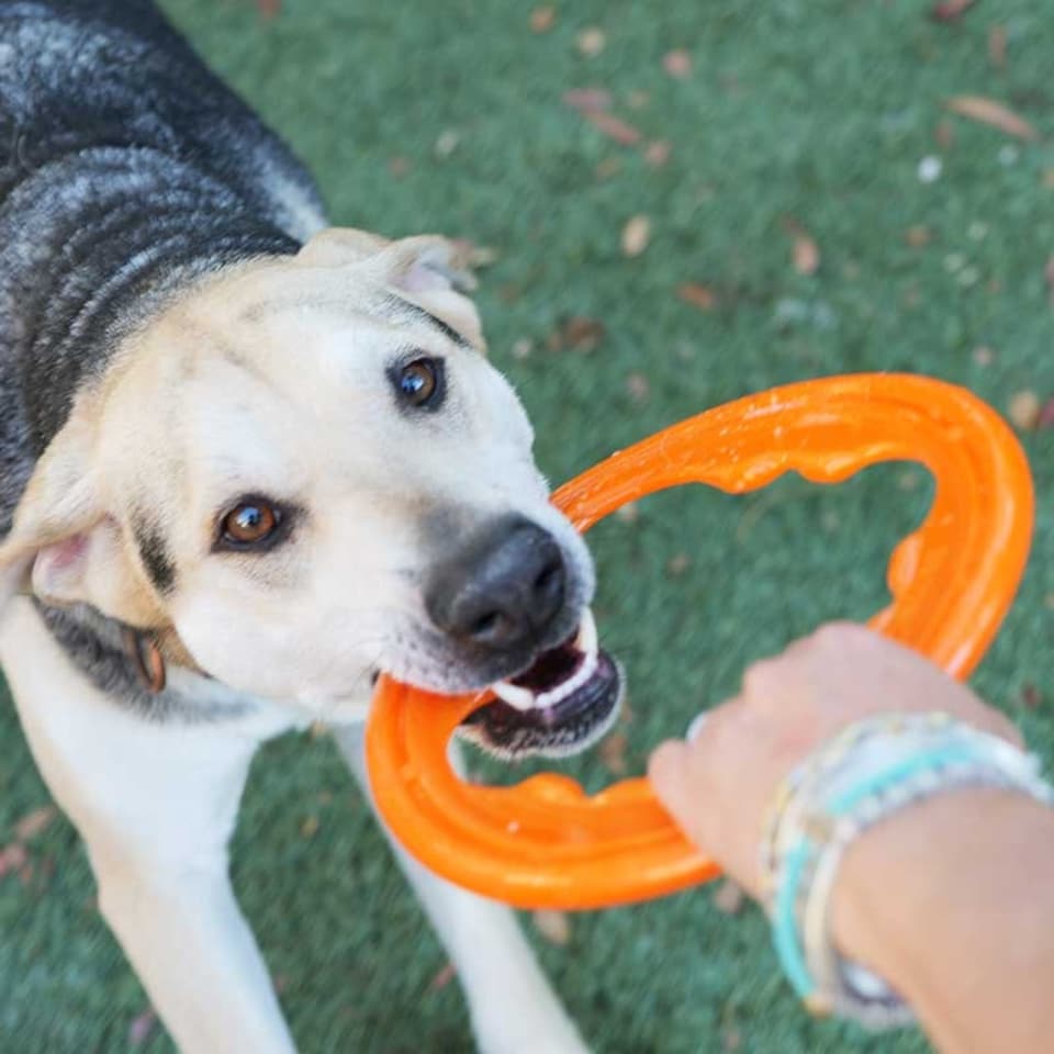 image 1 of BIONIC Toss-N-Tug Turbo Ring Dog Toy