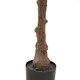 image 3 of Calabria Small Olive Tree - Plastic - L17 x W17 x H100 cm - Green