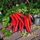 image 1 of Carbeth Plants Chilli Pepper Birdseye Vegetable Plant - 9cm Pot - Easy Grow Kitchen Garden