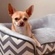 image 8 of PawHut Dog Sofa Pet Couch for XS Dogs w/ Removable Sponge Padded Cushion - Grey