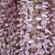 Wisteria Sinensis Pink Climbing Plant Grafted 3-4ft Tall Large Supplied in a 3 Litre Pot